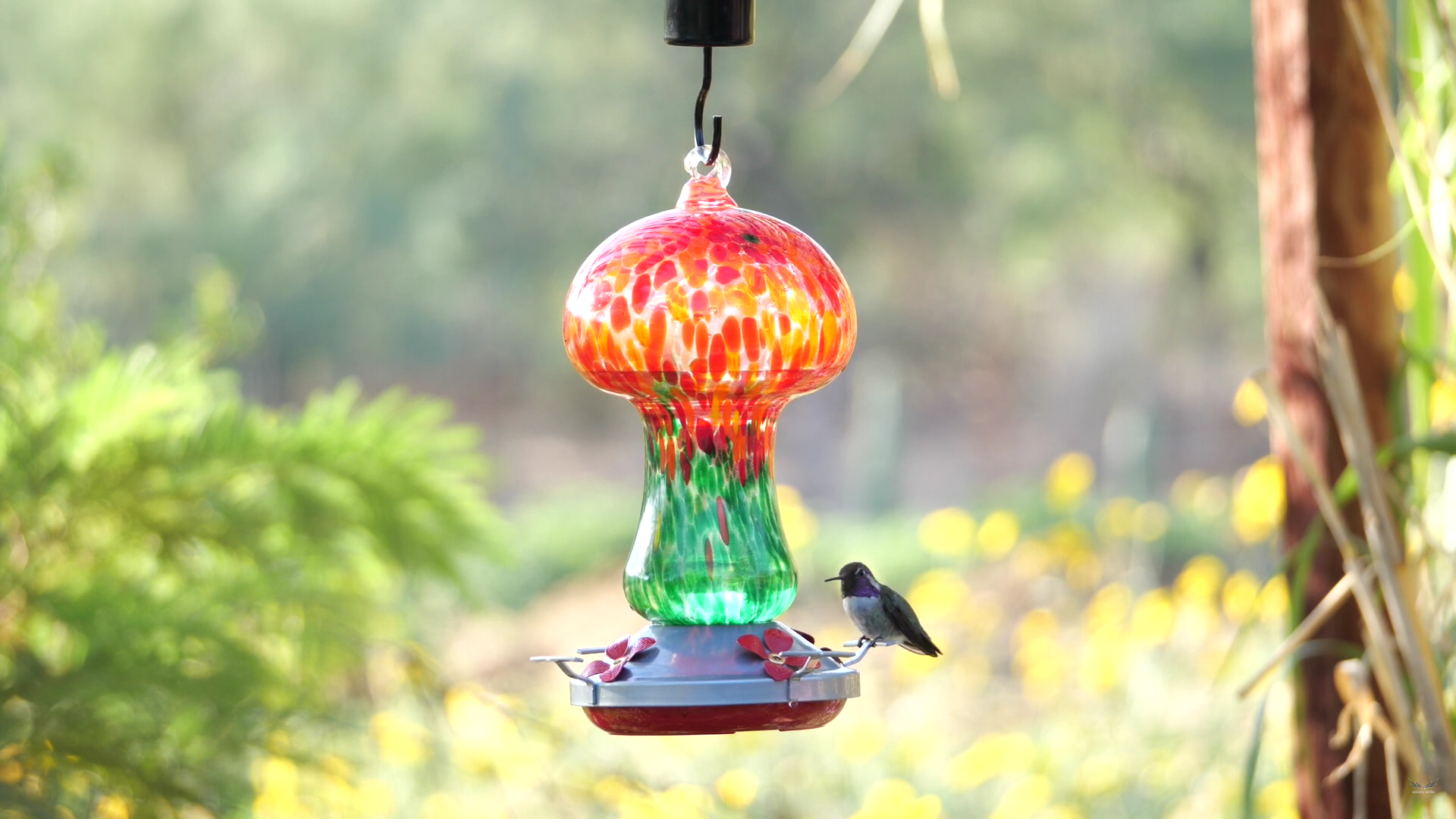 Load video: Inner Peace | Hummingbird Feeder In My Garden